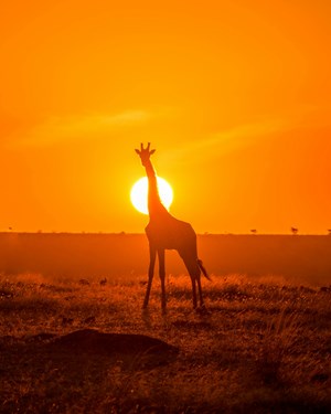 ahmed galal laljxbaloze unsplash